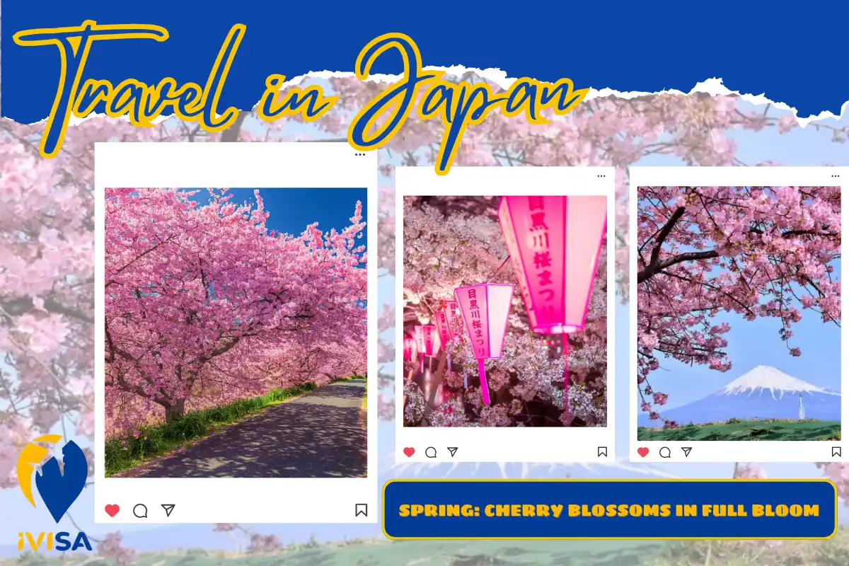 spring-cherry-blossoms-in-full-bloom